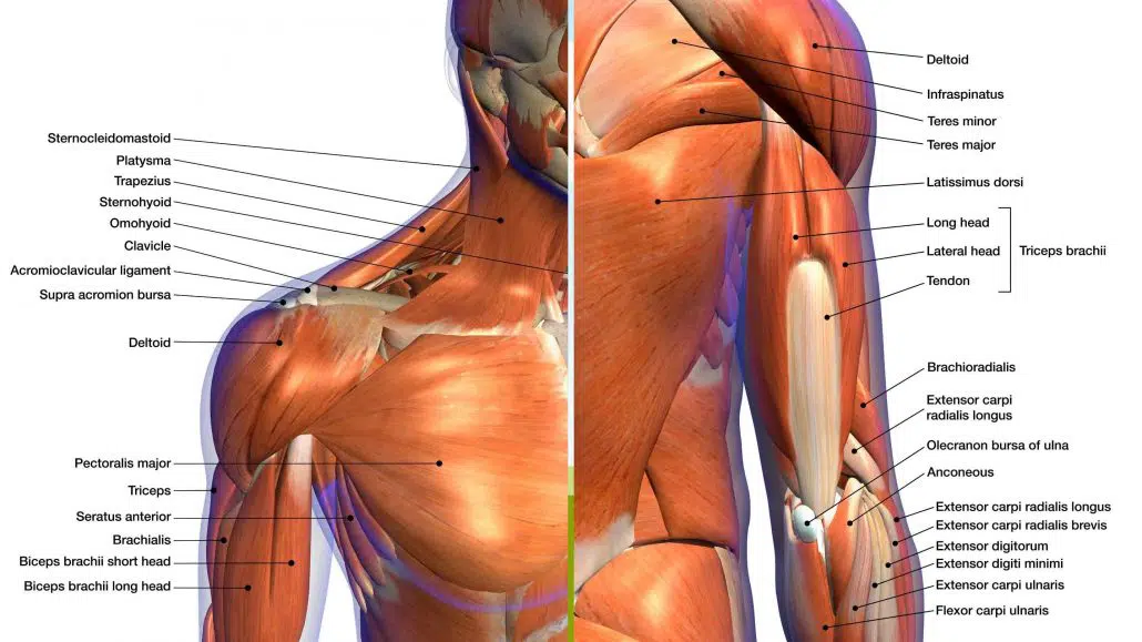 Back Muscles Labeled  Muscle anatomy, Back muscles, Shoulder press